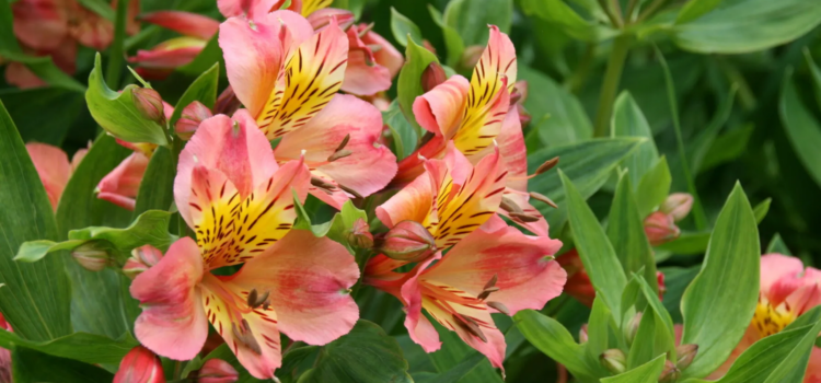 Offrir des Fleurs